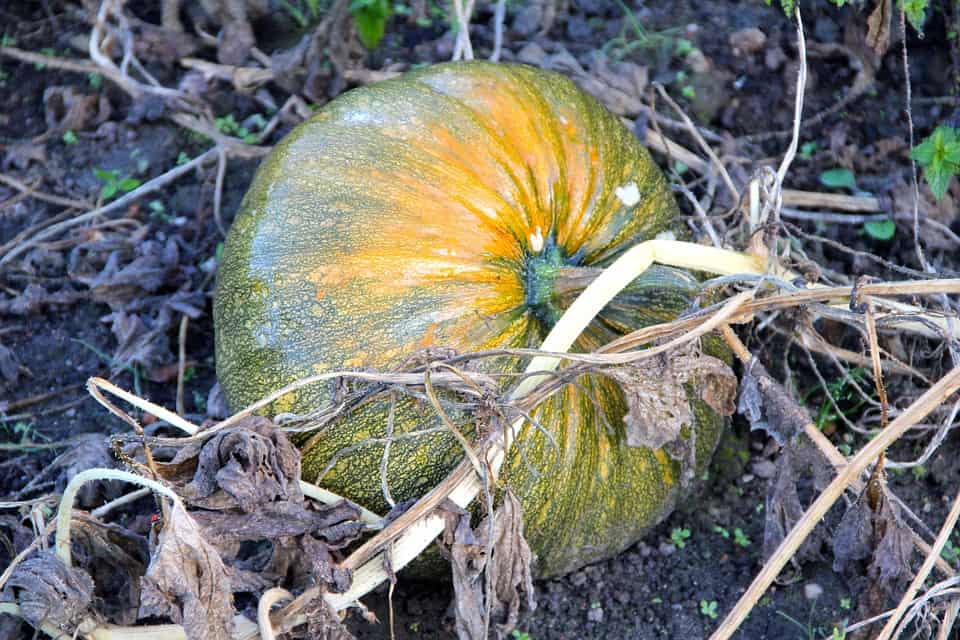 styrian-oil-pumpkin-196050_960_720