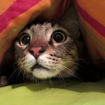 A cat under a blanket