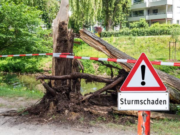 Attention German "Sturmschaden" tree